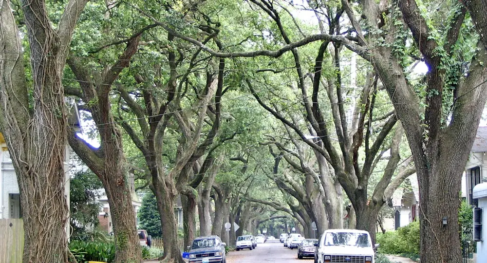 A live oak canopy over a residential street in New Orleans where roof rats travel