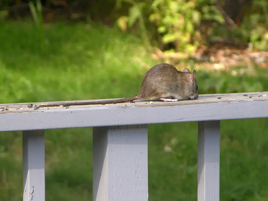 A black roof rat, the climbing species responsible for most New Orleans attic infestations