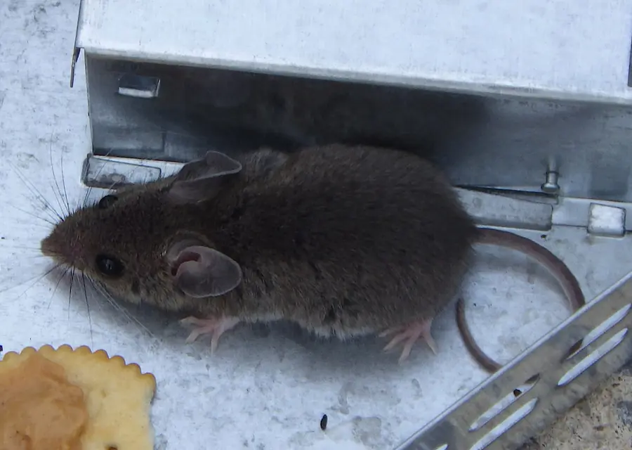 A baited rodent trap positioned along an active rat runway inside a building
